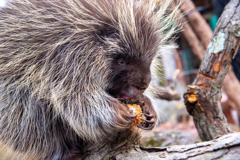 REASONS PORCUPINES ARE the Very Best SURVIVAL FOOD